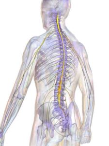 Spinal Cord Injury Lawyer in Denver