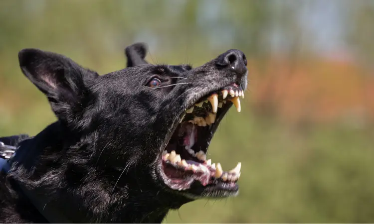 A closeup profile shot of an angry black dog barking and baring its teeth.