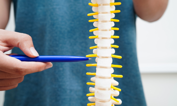 A doctor holding up a model of a spinal cord and pointing with a pen to demonstrate the location of a patient's injury.