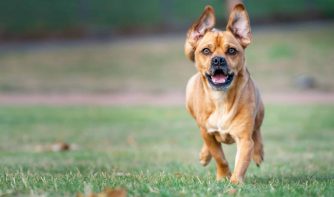 close up of dog running in grass field