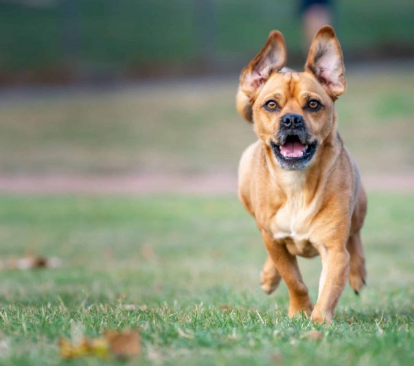 close up of dog running in grass field